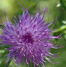 Attēlu rezultāti vaicājumam “Cirsium vulgare flower”
