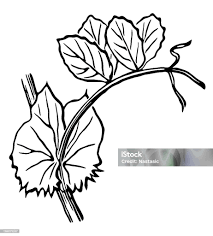 Attēlu rezultāti vaicājumam “Pisum sativum leaf”