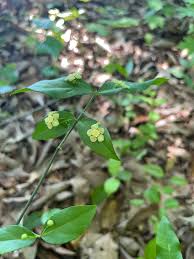 Attēlu rezultāti vaicājumam “Euonymus flower”