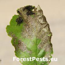 Attēlu rezultāti vaicājumam “Agelastica alni larva”