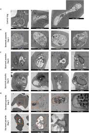 Attēlu rezultāti vaicājumam “Diderma ochraceum plasmodium”