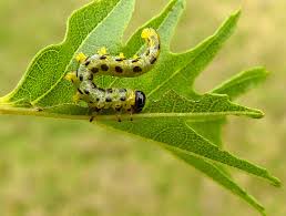 Attēlu rezultāti vaicājumam “Nematus ribesii larva”
