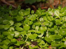 Attēlu rezultāti vaicājumam “Veronica beccabunga bud”
