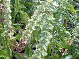 Attēlu rezultāti vaicājumam “Ocimum basilicum flower”