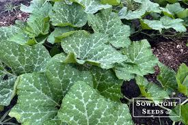 Image result for tromboncino