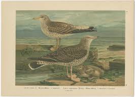 Attēlu rezultāti vaicājumam “Larus canus”