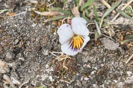 Attēlu rezultāti vaicājumam “Viola collina flower”
