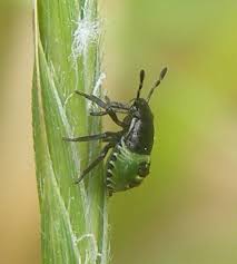 Attēlu rezultāti vaicājumam “Palomena prasina nymph”