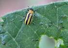 UCONN IPM: Integrated Pest Management:Vegetables:Striped Cucumber ...