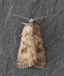 Attēlu rezultāti vaicājumam “Caradrina morpheus”