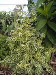 Attēlu rezultāti vaicājumam “Polemonium caeruleum bud”