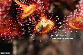 Attēlu rezultāti vaicājumam “Droseraceae”