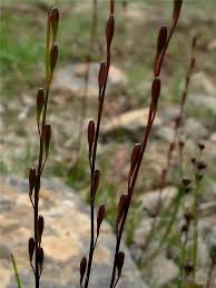Attēlu rezultāti vaicājumam “Triglochin palustre”