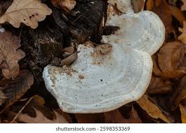 Attēlu rezultāti vaicājumam “Lycogala irregulare young”