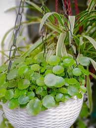 Attēlu rezultāti vaicājumam “Hydrocotyle vulgaris bud”