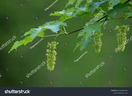 Attēlu rezultāti vaicājumam “Acer pseudoplatanus fo. purpurascens flower”
