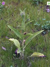 Attēlu rezultāti vaicājumam “Symphytum asperum leaf”