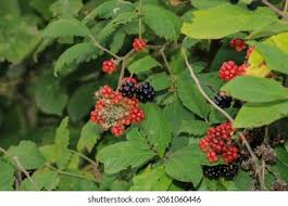 Attēlu rezultāti vaicājumam “Rubus nessensis fruit”