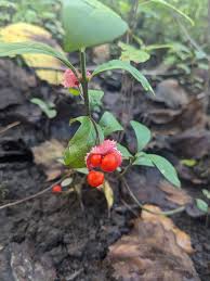 Attēlu rezultāti vaicājumam “Euonymus verrucosus fruit”