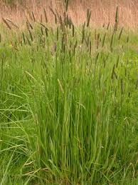 Attēlu rezultāti vaicājumam “Alopecurus pratensis”