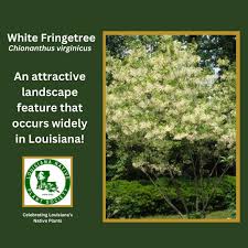 Attēlu rezultāti vaicājumam “Chionanthus virginicus”