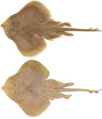 Image result for Leucoraja