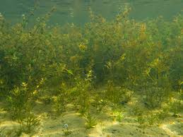 Attēlu rezultāti vaicājumam “Chara tomentosa”