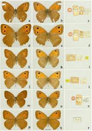 Attēlu rezultāti vaicājumam “Hyponephele lycaon male”