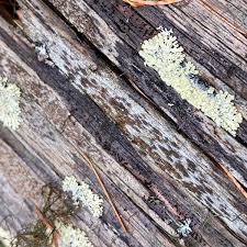 Attēlu rezultāti vaicājumam “Xylographa paralella”