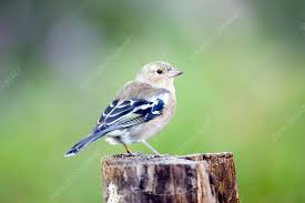 Attēlu rezultāti vaicājumam “Fringilla coelebs female”