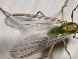 Attēlu rezultāti vaicājumam “Tanytarsus”