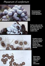 Attēlu rezultāti vaicājumam “Physarum bryocorticola spores”