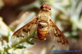 Attēlu rezultāti vaicājumam “Bombyliidae”