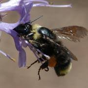 Attēlu rezultāti vaicājumam “Bombus”