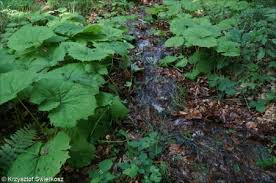 Image result for Petasites officinalis