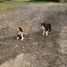 Image result for Glossopdale Harriers