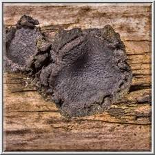 Attēlu rezultāti vaicājumam “Biscogniauxia repanda”