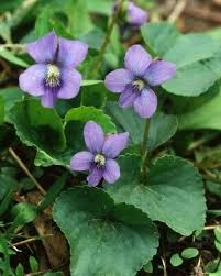 Attēlu rezultāti vaicājumam “Viola sororia flower”