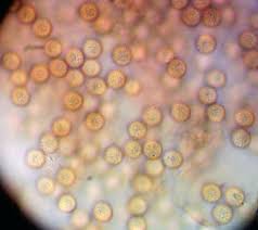 Attēlu rezultāti vaicājumam “Tubifera magna”