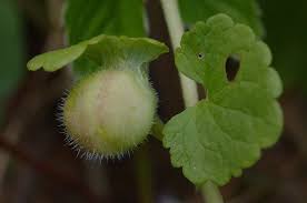 Attēlu rezultāti vaicājumam “Liposthenes glechomae”