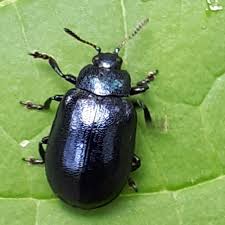 Attēlu rezultāti vaicājumam “Linaeidea aenea”