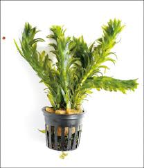 「水蘊草」的圖片搜尋結果