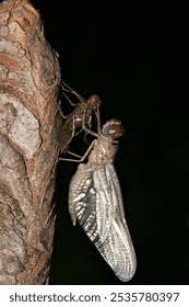 Attēlu rezultāti vaicājumam “Scardia boletella exuvia”