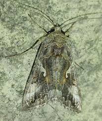 Attēlu rezultāti vaicājumam “Autographa excelsa”