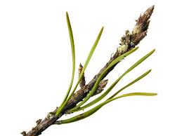 Attēlu rezultāti vaicājumam “Pinus sylvestris leaf”