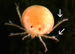 Attēlu rezultāti vaicājumam “Acari”