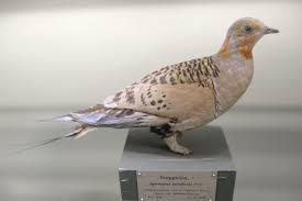 Image result for Syrrhaptes paradoxus