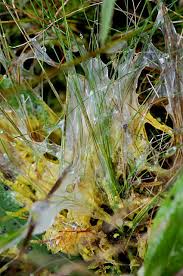 Attēlu rezultāti vaicājumam “Badhamia lilacina plasmodium”