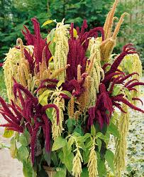 Image result for Fuchsschwanz