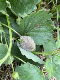 Attēlu rezultāti vaicājumam “Trichia botrytis stalked”